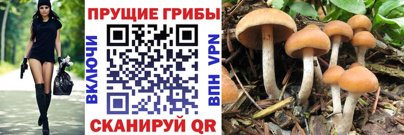 купить наркотик  Батайск  Псилоцибиновые грибы Magic Shrooms 